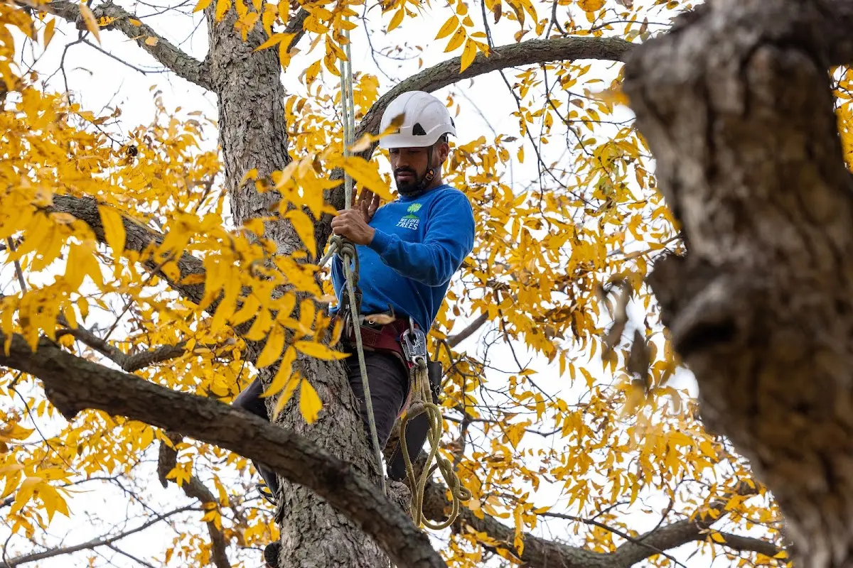 Skilled Tree Pruning crew working in Perry