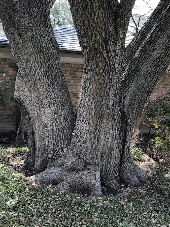 Mature heritage tree close to a Perry property cared for by certified arborists